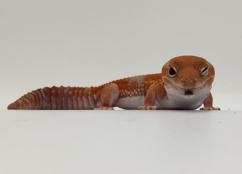 Polish_20240428_163114322