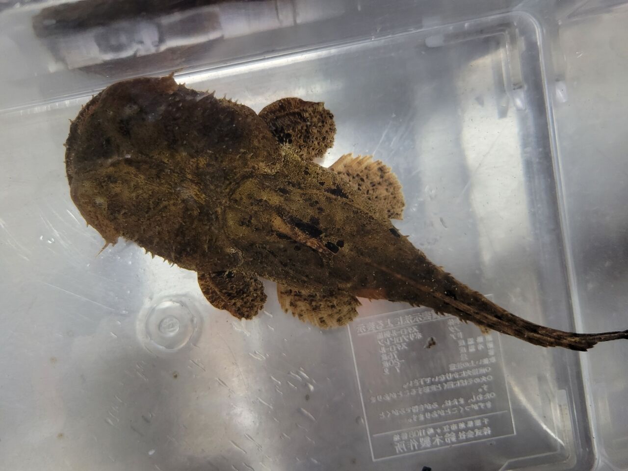 3月4日(金) 熱帯魚入荷情報 : かねだい足立店ブログ