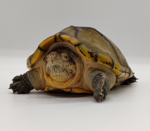 Polish_20240429_175801056