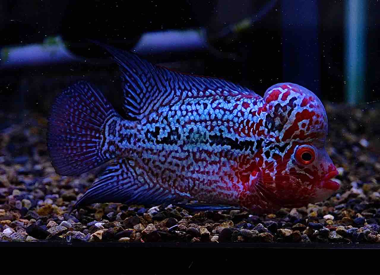 フラワーホーン ストロベリー フラワーホーン ストロベリー