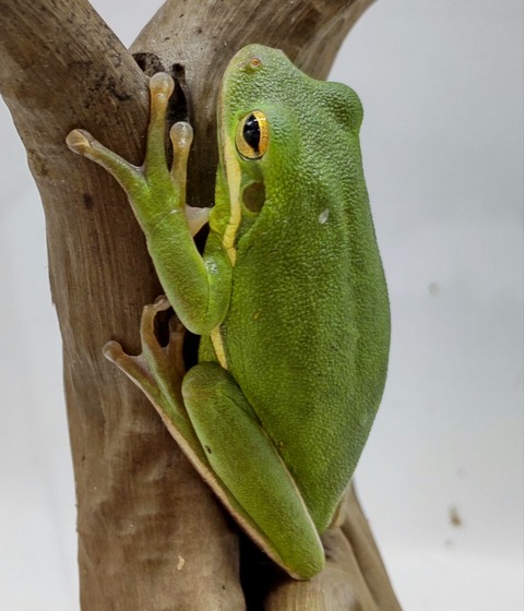 Polish_20240624_161317351