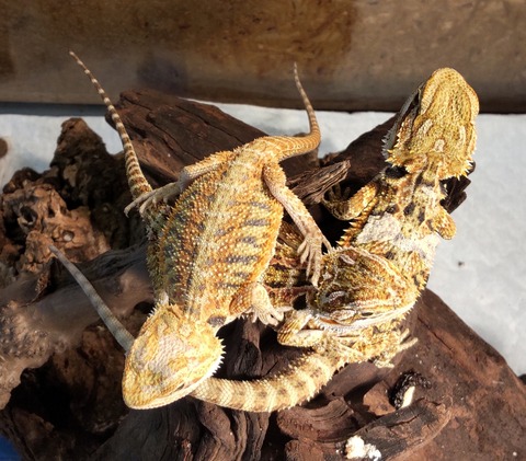 Polish_20231213_155809954