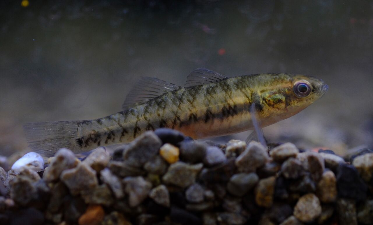 6月1日(木)熱帯魚入荷情報！ : かねだい足立店ブログ