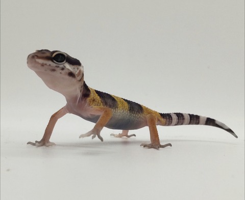 Polish_20240903_153529315