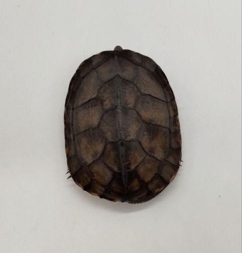 Polish_20240624_160326365