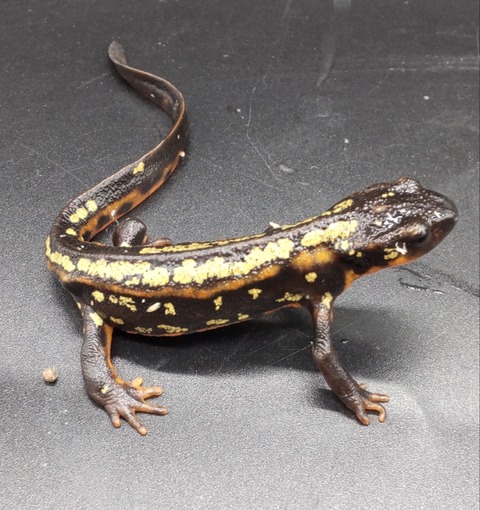 Polish_20231225_183237151