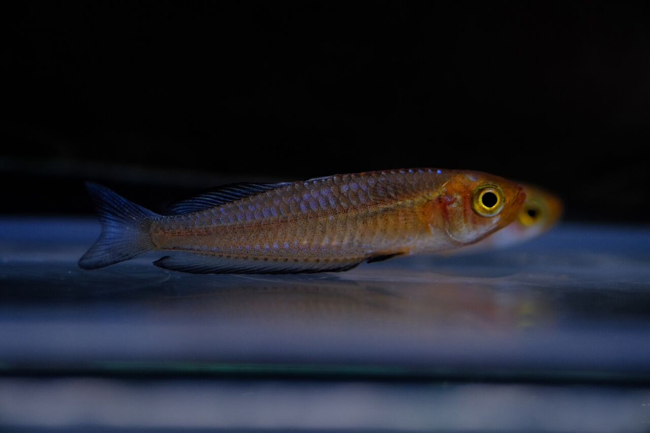 熱帯魚入荷　良個体集まってます。 10月11日(金)熱帯魚入荷情報💥 : かねだい足立店ブログ