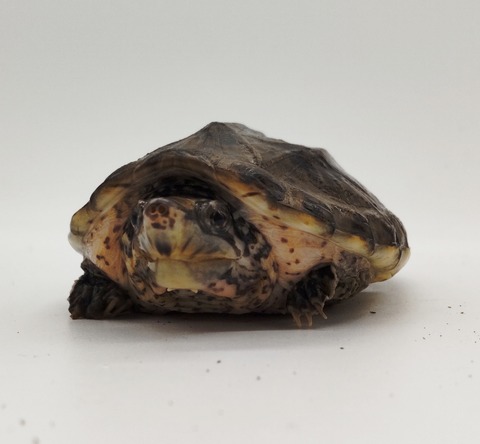 Polish_20240812_185127886