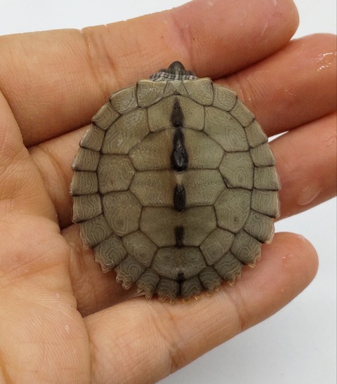 Polish_20240812_190039914