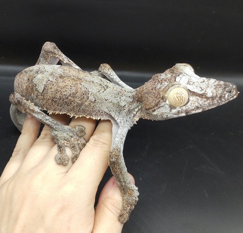 Polish_20231213_160130641