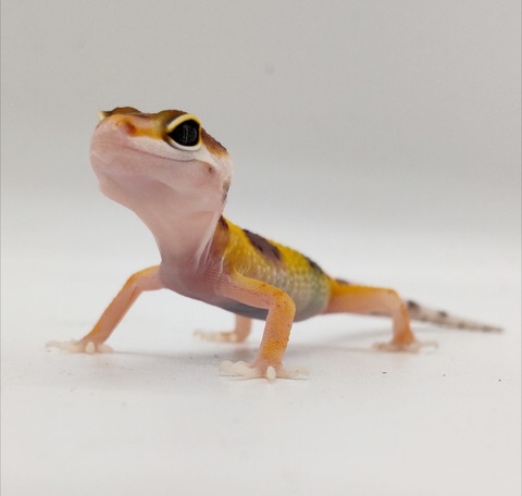 Polish_20240903_152630230