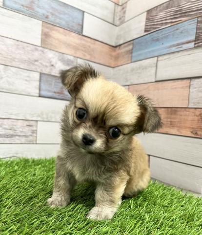 新しいわんちゃんの紹介です かねだい足立店ブログ