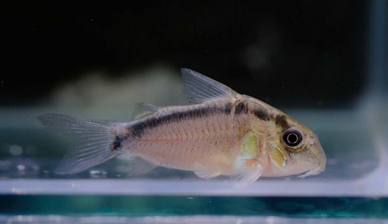 熱帯魚　決まりました。 9月4日(木)熱帯魚入荷情報①🐟 : かねだい足立店ブログ