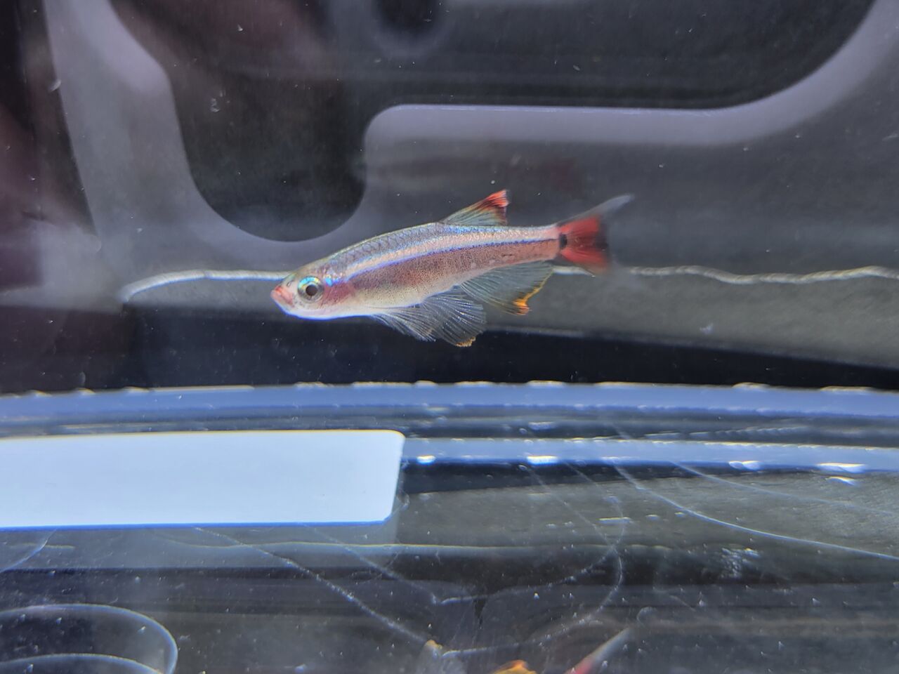 1月23日 日 熱帯魚入荷情報 かねだい足立店ブログ