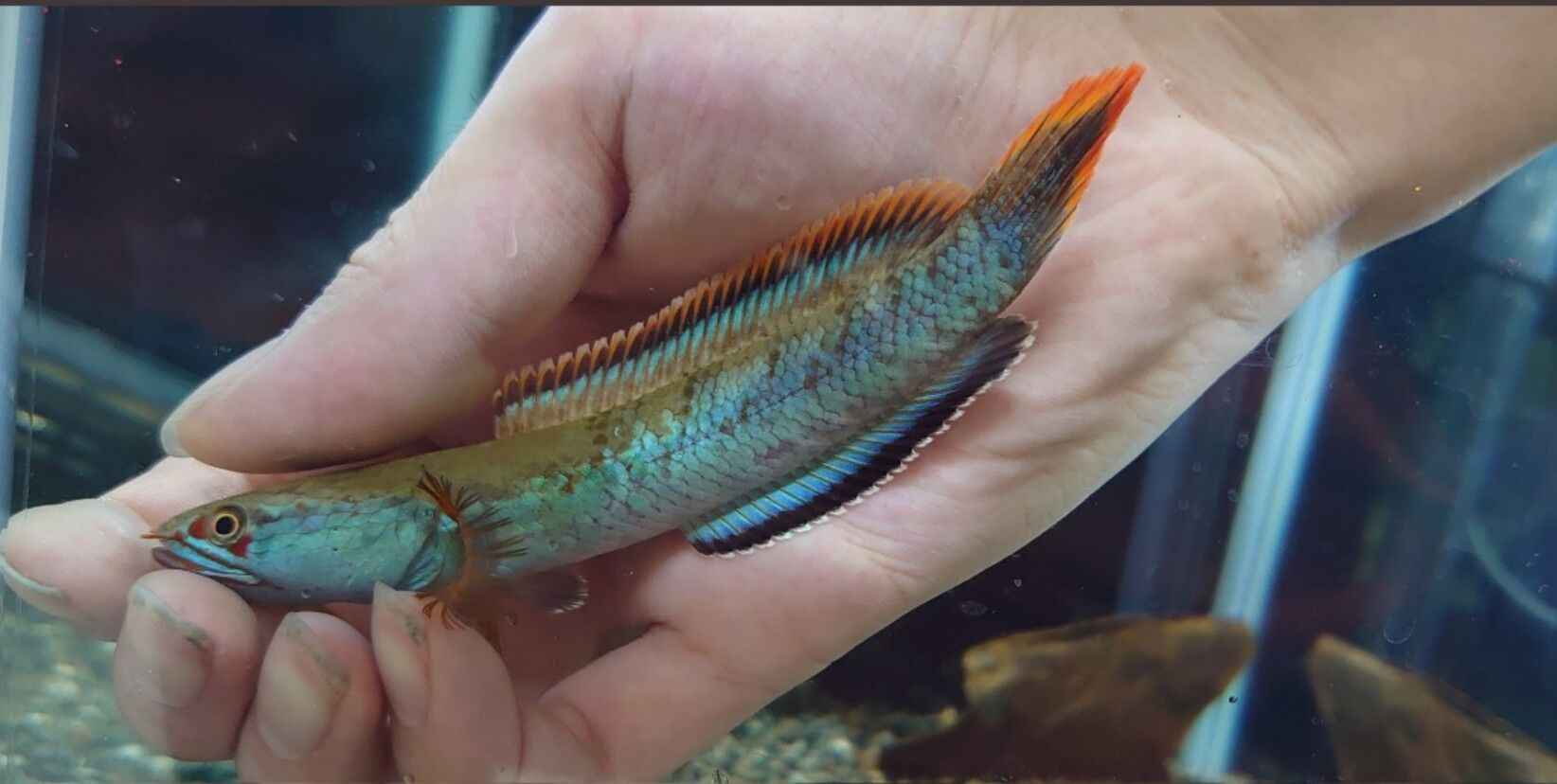 熱帯魚オススメ情報 かねだい足立店ブログ