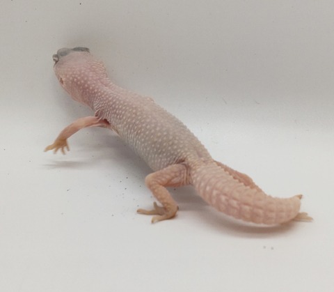 Polish_20240528_182922220