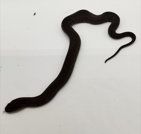 Polish_20240903_161052502