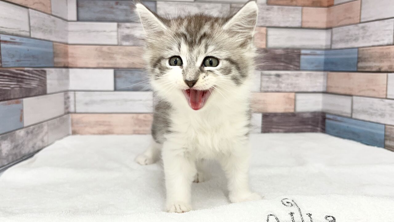 新しいねこちゃんの紹介です かねだい足立店ブログ