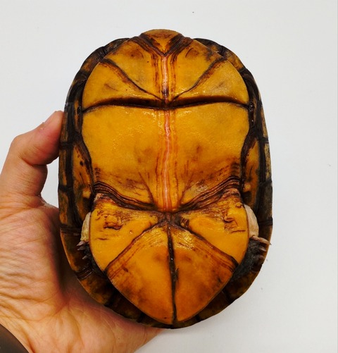 Polish_20240429_175731878