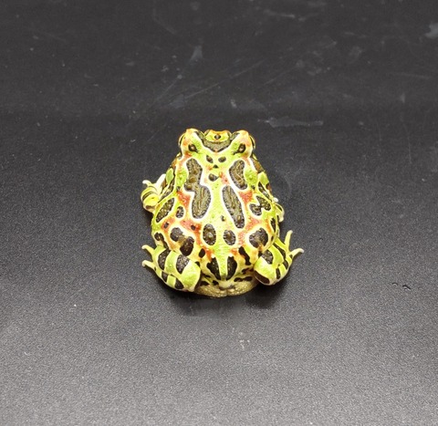 Polish_20231017_154256883