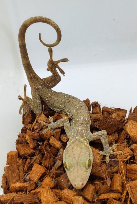 Polish_20241007_151845800