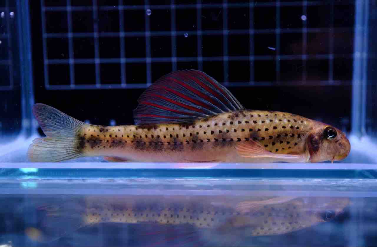 72 ブローチ 俊兼 熱帯魚 大きめ エメラルド トシカネ 有田焼 TK 希少