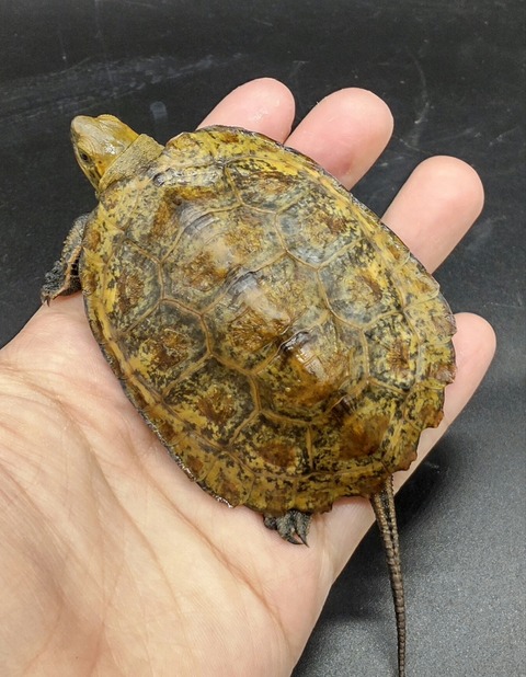 Polish_20231122_164528009