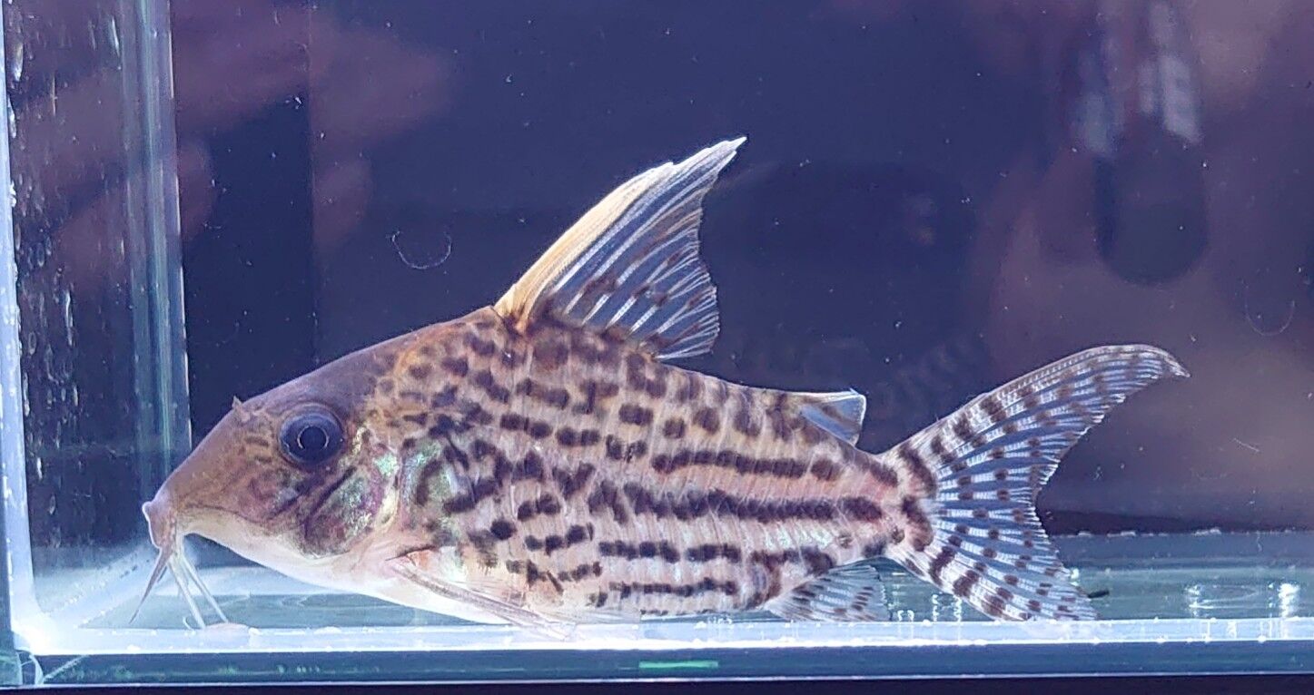 熱帯魚オススメ情報 コリドラス かねだい足立店ブログ