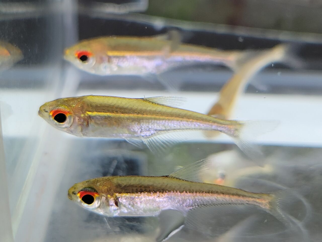 10月22日(土) 熱帯魚入荷情報 : かねだい足立店ブログ