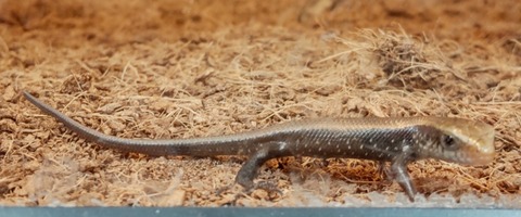 Polish_20250304_155053507