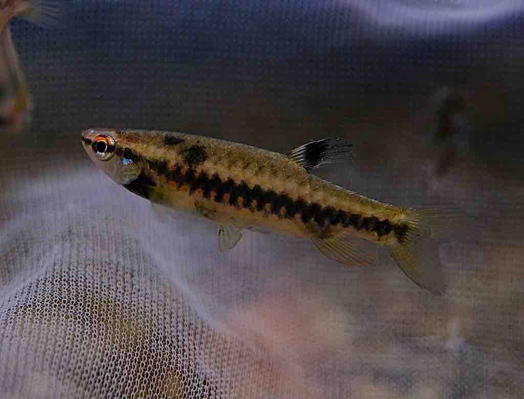 熱帯魚入荷　アピスト類多数 アピストグラマ続々入荷 春日井熱帯魚 | 名古屋のペットショップRemix