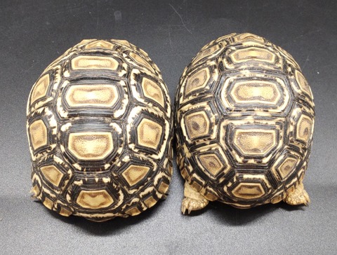 Polish_20231226_180229047