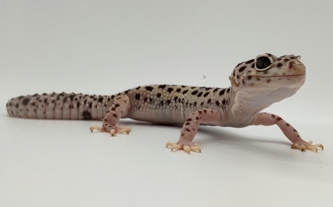 Polish_20240428_175051706