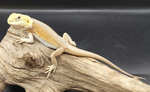 Polish_20231213_154109153