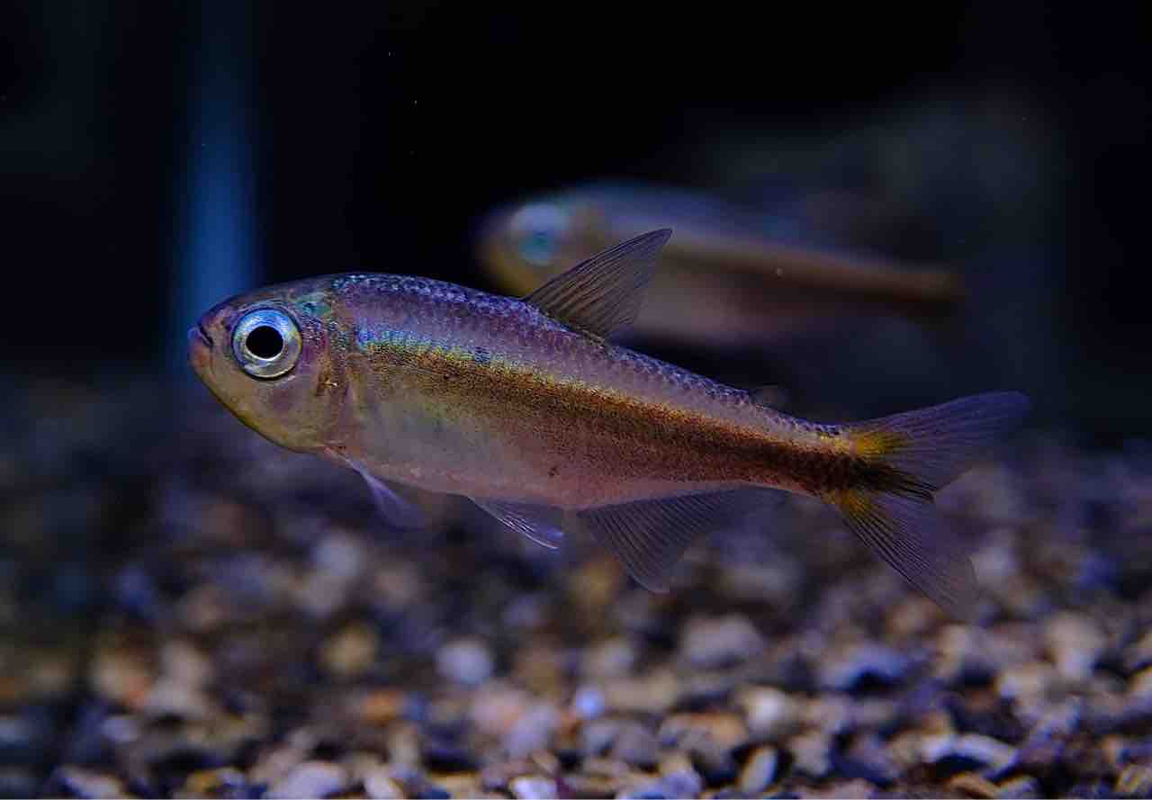 6月5日(木)熱帯魚入荷情報①🐟 : かねだい足立店ブログ