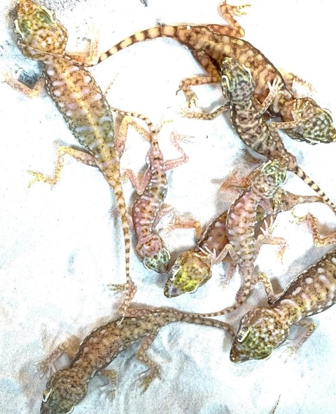 Polish_20250409_161302417