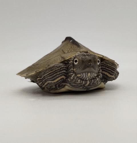 Polish_20240812_185937098