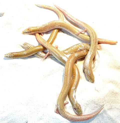 Polish_20250409_163152991