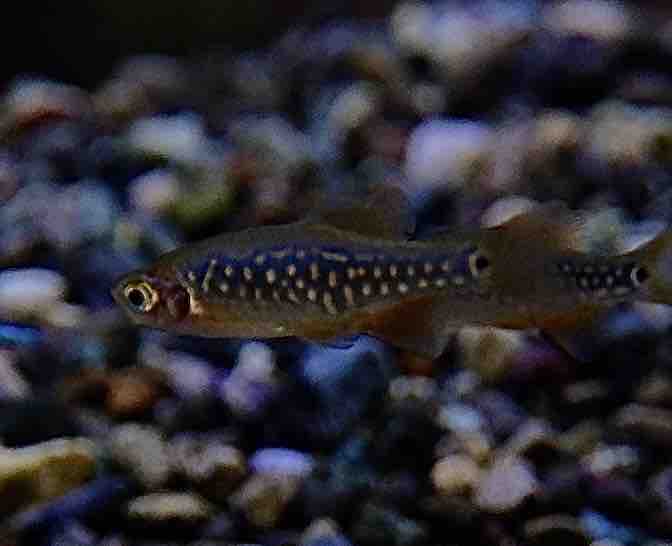 4月25日(金)熱帯魚入荷情報&在庫情報🐟 : かねだい足立店ブログ