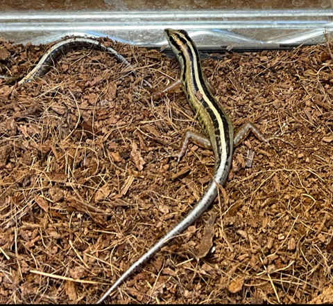 Polish_20240903_161759801