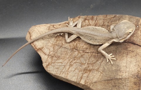 Polish_20231213_155713991