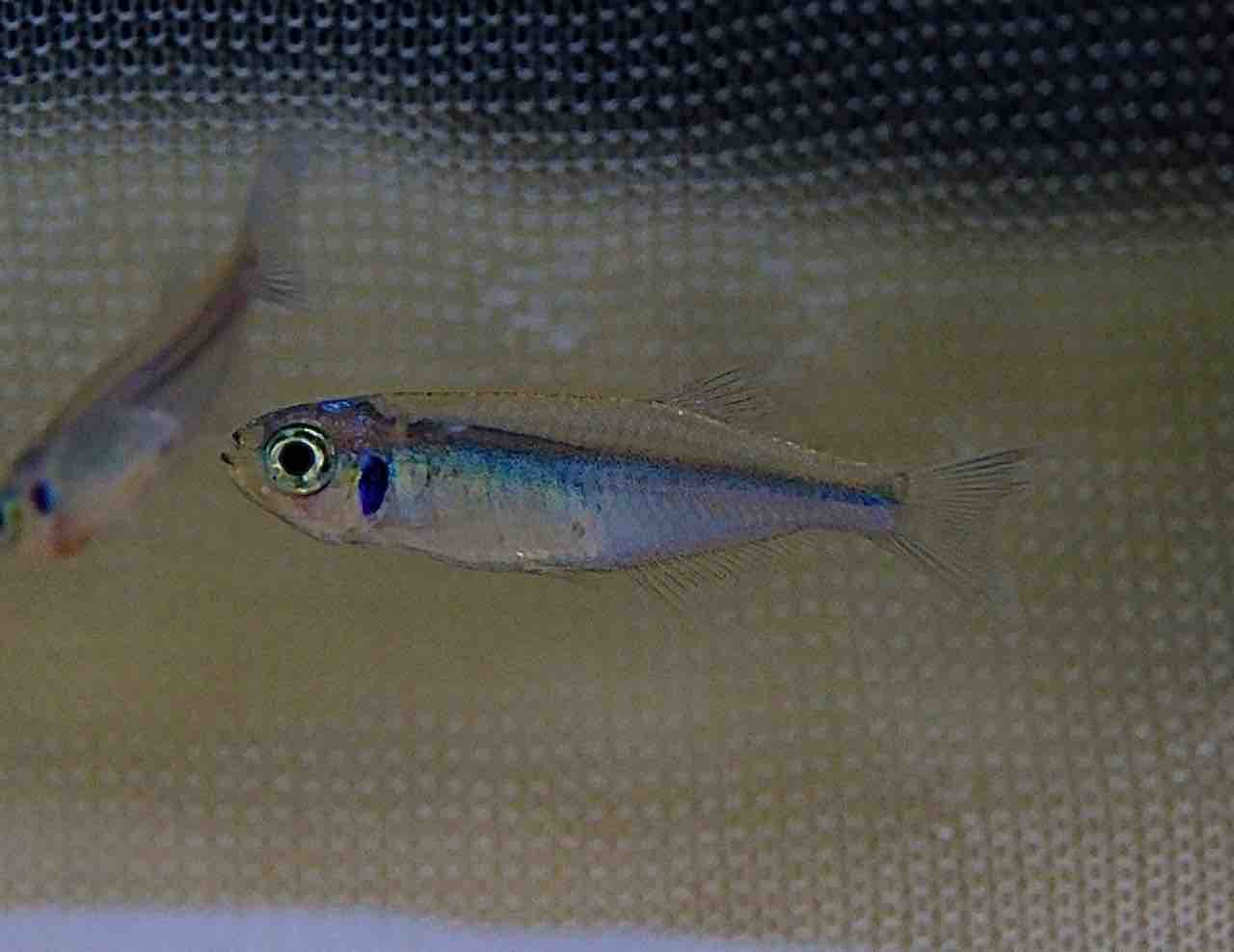 2月20日(金)熱帯魚入荷情報🐟 : かねだい足立店ブログ