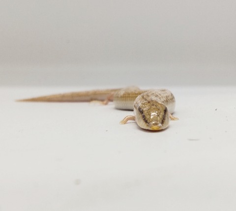 Polish_20250408_153313620