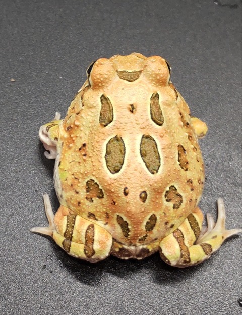 Polish_20231225_183559156