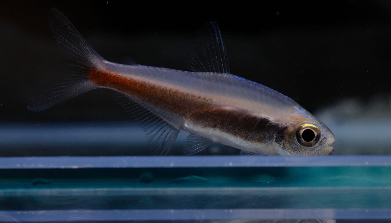 6月4日(日)熱帯魚入荷情報！ : かねだい足立店ブログ