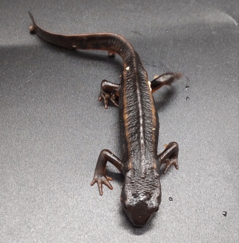 Polish_20231225_183213662