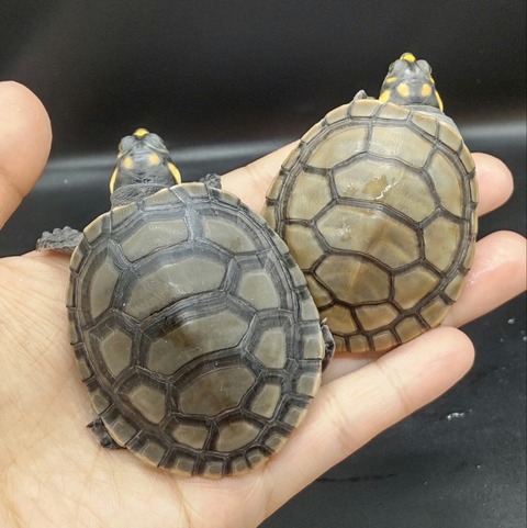 Polish_20230419_153428812