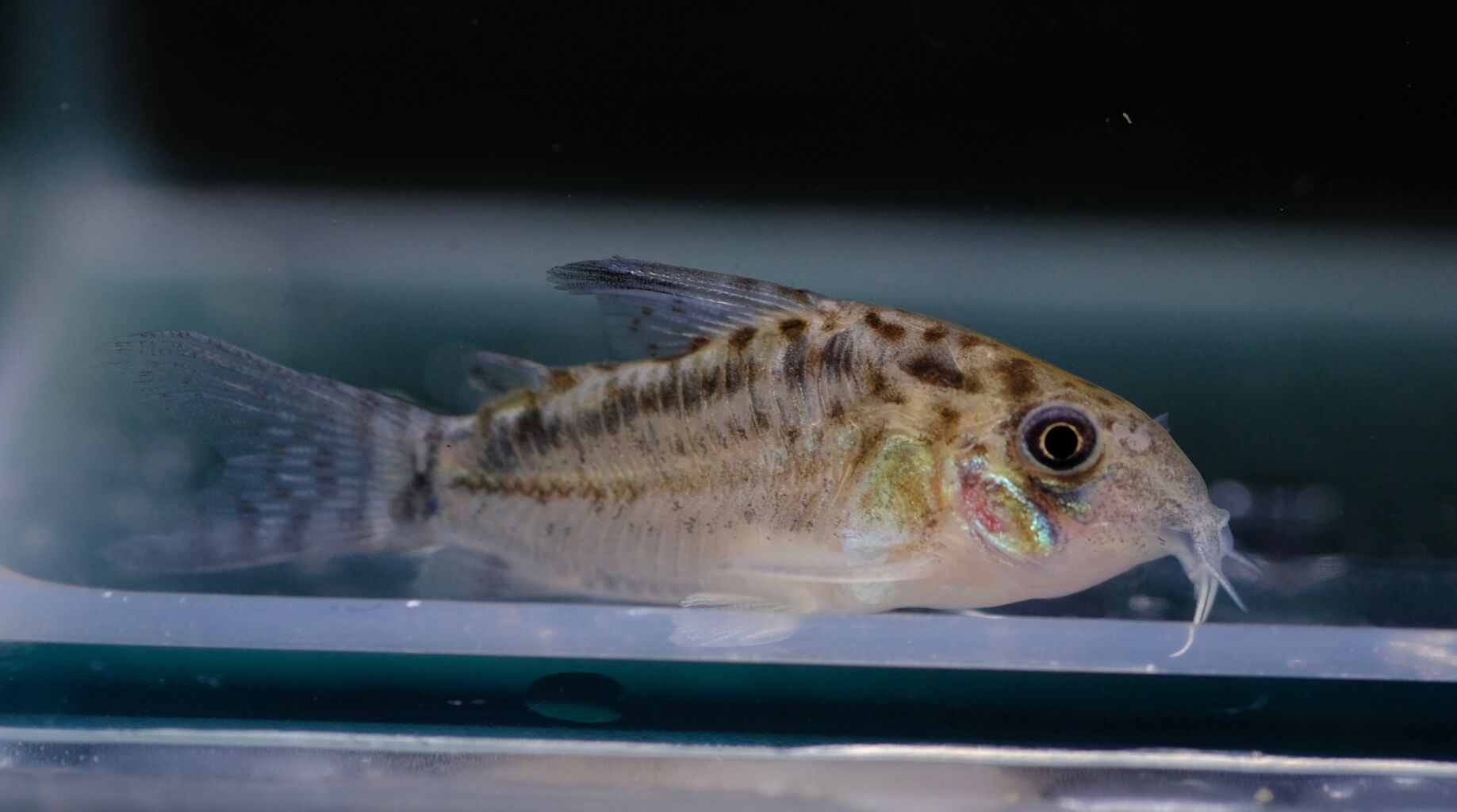 熱帯魚　
アロワナ インター熱帯魚]先週末までの分！ | 名古屋のペットショップRemix