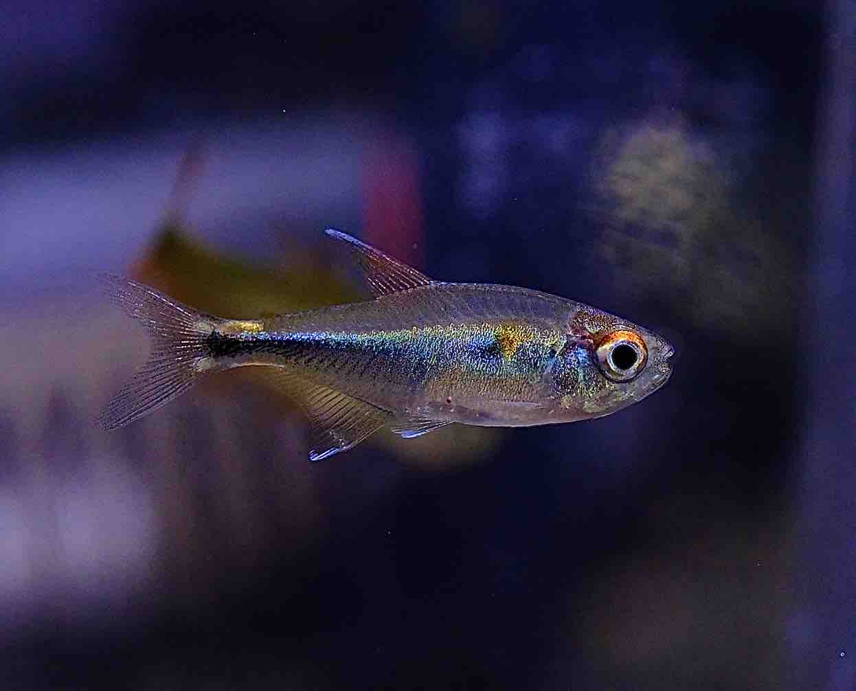 2月14日(金)熱帯魚入荷情報🐟】 : かねだい足立店ブログ