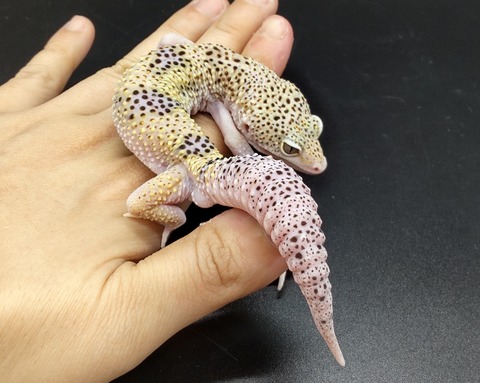 Polish_20230420_142302134